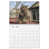 Maine Coon Kitty Cat Calendar Kalender (Mar 2027)