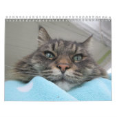 Maine Coon Kitty Cat Cute 2021 Kalender (Hoes)
