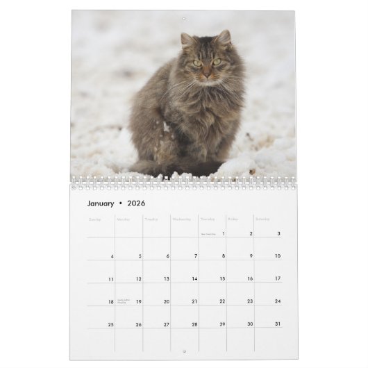 Maine Coon Kitty Cat Cute 2021 Kalender (Jan 2026)