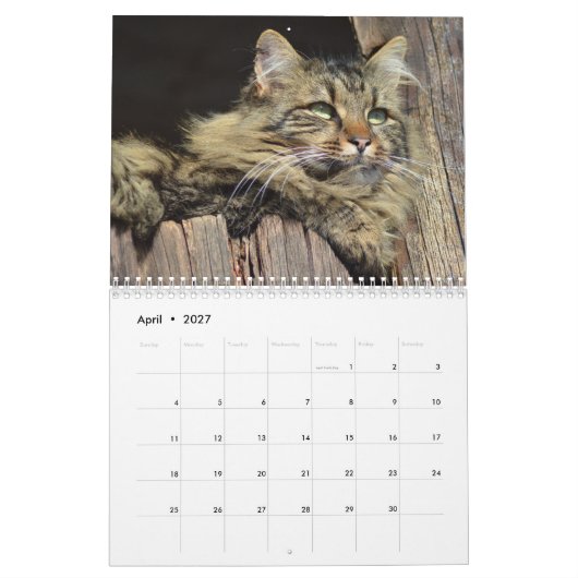 Maine Coon Kitty Cat Cute 2021 Kalender (Apr 2027)