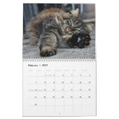 Maine Coon Kitty Cat Cute 2021 Kalender (Feb 2027)