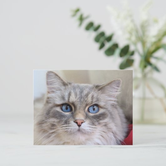 Maine Coon Kitty Cat Cute Fun Briefkaart (Staand voorkant)