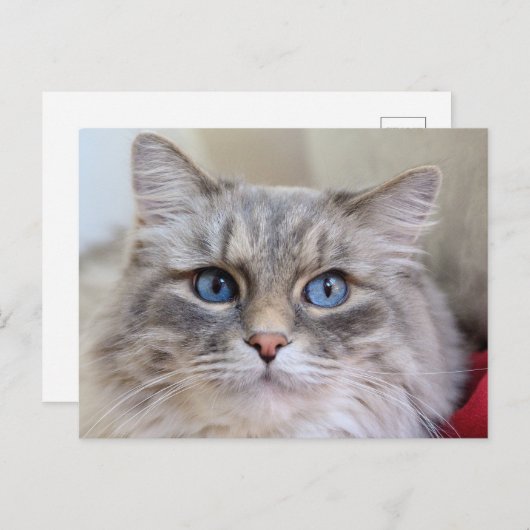 Maine Coon Kitty Cat Cute Fun Briefkaart (Voorkant / Achterkant)
