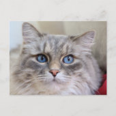 Maine Coon Kitty Cat Cute Fun Briefkaart (Voorkant)