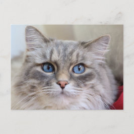 Maine Coon Kitty Cat Cute Fun Briefkaart