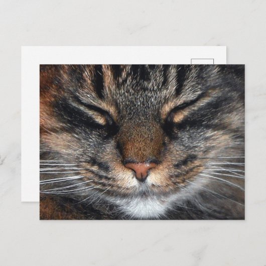 Maine Coon Kitty Cat Cute Fun Briefkaart (Voorkant / Achterkant)