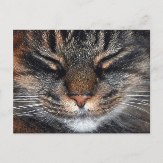 Maine Coon Kitty Cat Cute Fun Briefkaart (Voorkant)