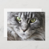 Maine Coon Kitty Cat Cute Fun Briefkaart (Voorkant / Achterkant)