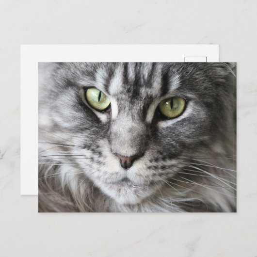 Maine Coon Kitty Cat Cute Fun Briefkaart (Voorkant / Achterkant)