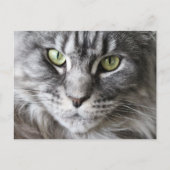 Maine Coon Kitty Cat Cute Fun Briefkaart (Voorkant)