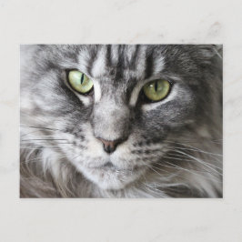 Maine Coon Kitty Cat Cute Fun Briefkaart