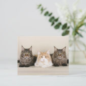 Maine Coon Kitty Cat Cute Fun Briefkaart (Staand voorkant)