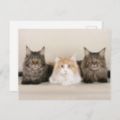 Maine Coon Kitty Cat Cute Fun Briefkaart (Voorkant / Achterkant)