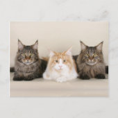 Maine Coon Kitty Cat Cute Fun Briefkaart (Voorkant)