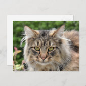 Maine Coon Kitty Cat Cute Fun Briefkaart (Voorkant / Achterkant)