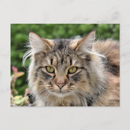 Maine Coon Kitty Cat Cute Fun Briefkaart (Voorkant)