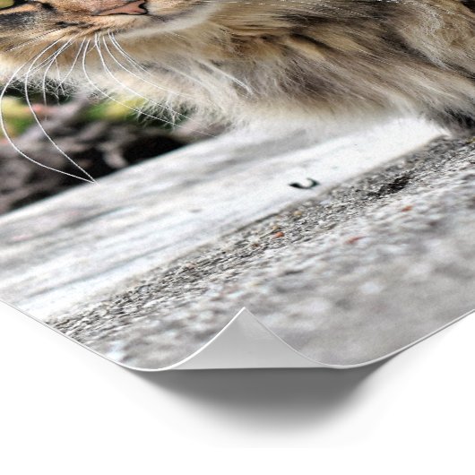 Maine Coon Kitty Cat Poster (Hoek)