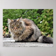 Maine Coon Kitty Cat  Poster
