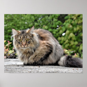 Maine Coon Kitty Cat  Poster