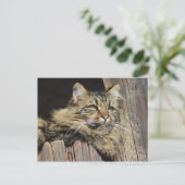 Maine Coon Kitty Cat Schattige plezier Briefkaart (Staand voorkant)