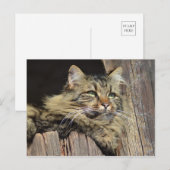 Maine Coon Kitty Cat Schattige plezier Briefkaart (Voorkant / Achterkant)