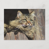 Maine Coon Kitty Cat Schattige plezier Briefkaart (Voorkant)
