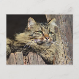Maine Coon Kitty Cat Schattige plezier Briefkaart