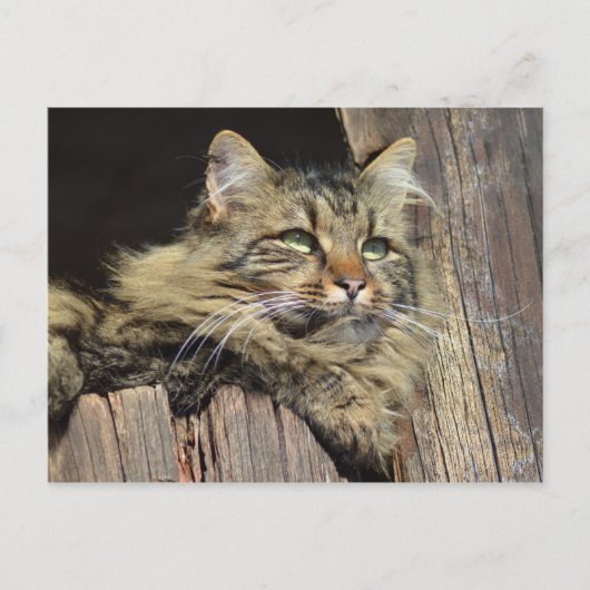 Maine Coon Kitty Cat Schattige plezier Briefkaart (Voorkant)