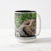 Maine Coon Kitty Cat Tweekleurige Koffiemok (Voorkant rechts)