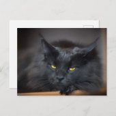 Maine Coon Kitty Cute Fun Briefkaart (Voorkant / Achterkant)