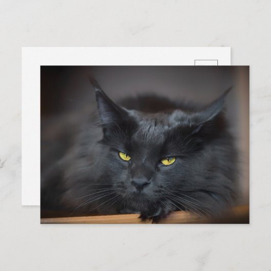 Maine Coon Kitty Cute Fun Briefkaart (Voorkant / Achterkant)