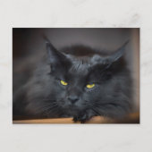 Maine Coon Kitty Cute Fun Briefkaart (Voorkant)