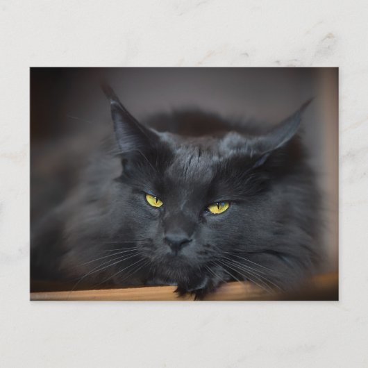 Maine Coon Kitty Cute Fun Briefkaart (Voorkant)