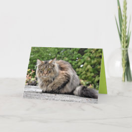 Maine Coon Kitty Kat Cute Aanpasbare Kaart