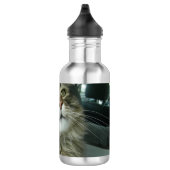 Maine Coon kitty Waterfles (Rechts)