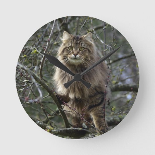 Maine Coon Long-hair Tabby Cat Animal Pet Clock Ronde Klok (Voorkant)