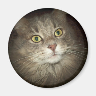 Maine Coon Magneet