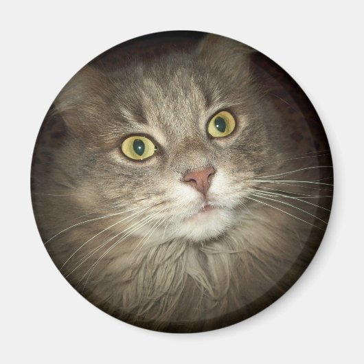 Maine Coon Magneet (Voorkant)
