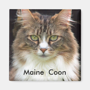 Maine Coon Magneet