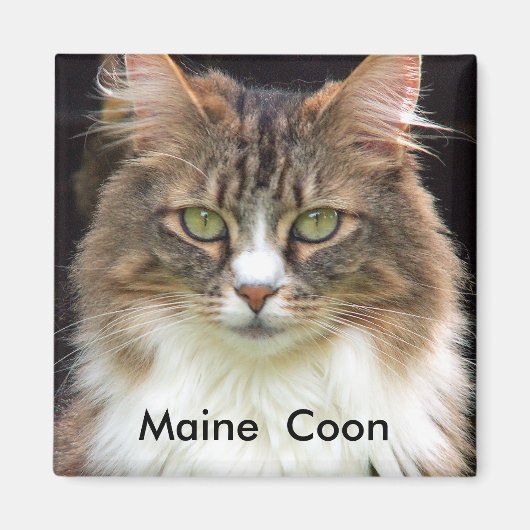 Maine Coon Magneet (Voorkant)