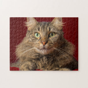Maine Coon met kerstcollectie Legpuzzel