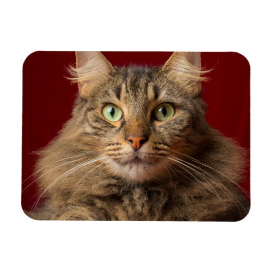 Maine Coon met kerstcollectie Magneet (Horizontaal)