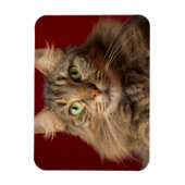 Maine Coon met kerstcollectie Magneet (Verticaal)