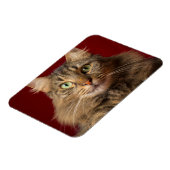 Maine Coon met kerstcollectie Magneet (Linkerzijde)