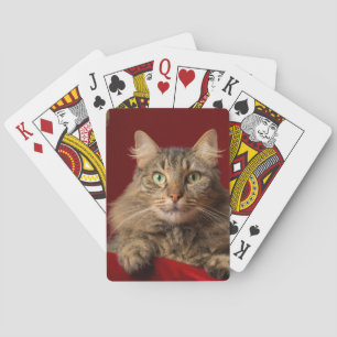 Maine Coon met kerstcollectie Pokerkaarten