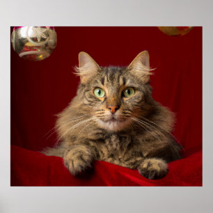 Maine Coon met Kerstmis met verzamelaar Poster