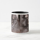 MAINE COON MOK (Midden)