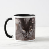 MAINE COON MOK (Links)