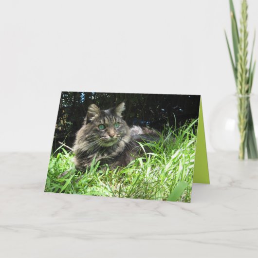 Maine Coon Poes Kitten Knuffel Aanpasbare Kaart (Voorkant)