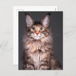 Maine Coon Portret Feestdagenkaart